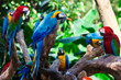group parrots group parrots