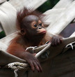 orangutan