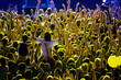 Foto: public in yellow spotlight public in yellow spotlight