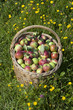 Apple basket