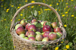Basketful of apples