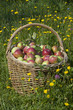 Basketful of apples