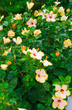 bush of pink  white flowers. Background.