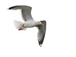 Möwe