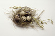 Quail eggs in a nest