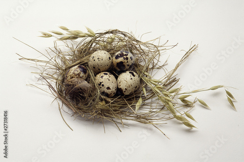 Photo: Quail eggs in a nest Quail eggs in a nest