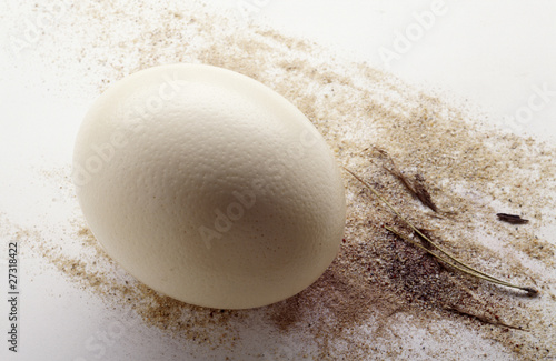 Photo: Ostrich egg Ostrich egg