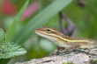 Anolis auratus - (Polychrotidae sauria) Anolis auratus - (Polychrotidae sauria)