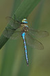 Anax imperator
