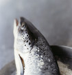 salmon head