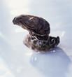 Oysters