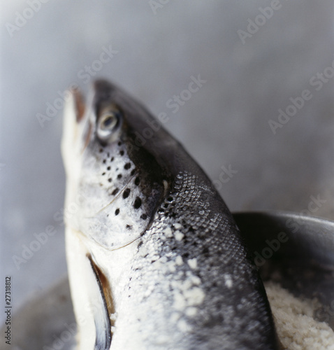Photo: salmon head salmon head