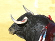 Corrida de toros
