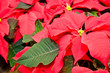 Foto: Weihnachtsstern, Weihnachtsdekoration, Topfpflanzen Weihnachtsstern, Weihnachtsdekoration, Topfpflanzen
