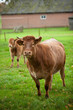 Cow and calf