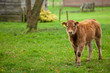 Calf