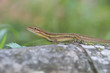 Anolis auratus - (Polychrotidae sauria) Anolis auratus - (Polychrotidae sauria)