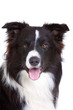 Beautiful bordercollie