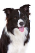 Beautiful bordercollie