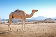 Camel in the desert
