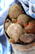 petoncle scallops
