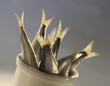 Photo: sardines sardines