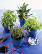 Herb plants