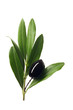 olive on the branch