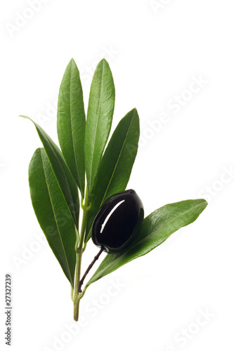 Photo: olive on the branch olive on the branch