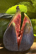 Fig cut in four