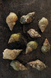 whelks