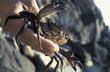 velvet swimming crab 