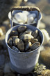 tin can of clams 