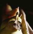 Pears