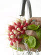 Rinsing radishes under the tap water