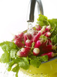 Washing radishes under the tap water