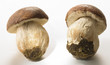 Ceps