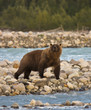 grizzly wildlife
