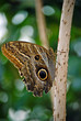 Schmetterling