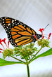 Schmetterling