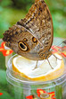 Schmetterling