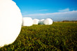 Silageballen auf der Wiese 758