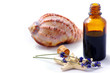 Herbal medicine with herbs and marine animals . Isolated white b