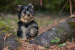 puppy yorkshire terrier puppy yorkshire terrier