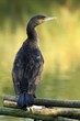 Le grand cormoran