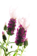 lavender flower on the white background