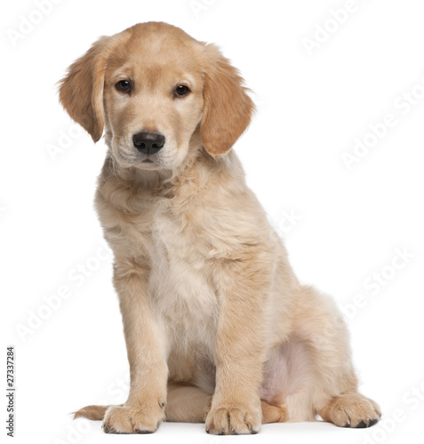 Foto: Golden Retriever puppy, 2 months old, sitting Golden Retriever puppy, 2 months old, sitting
