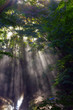 光芒ともみじ　Shaft of light and maple