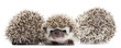 Four-toed Hedgehogs, Atelerix albiventris, 3 weeks old