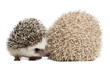 Four-toed Hedgehogs, Atelerix albiventris, 3 weeks old